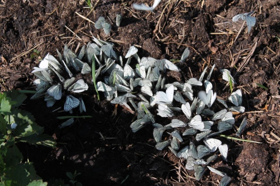 �� ������� ����������: ���������, ������� ����� ���������� ��� ���