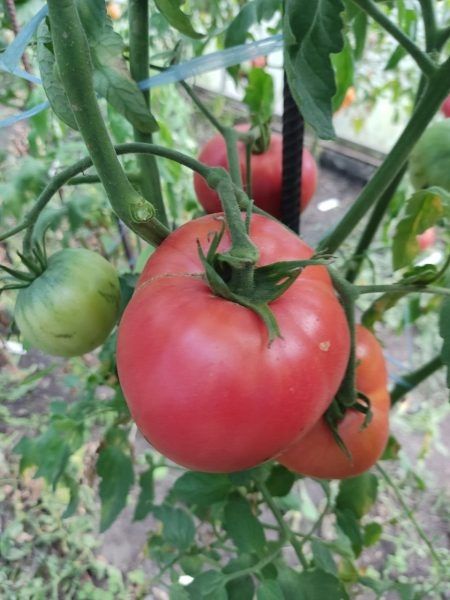 ����� ���� �������: ��������� ����� ��� ��������� ������������� ������