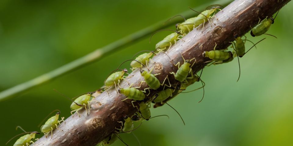 ��� ���������� �� ���: ����������� ������ � ������ ���������