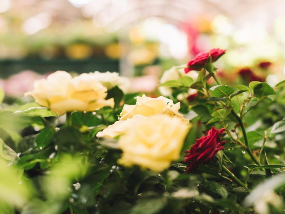 ������ ���� �� ������: ������ �� ����� � ��������