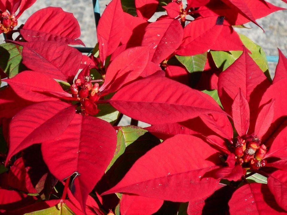 ������� ����� �� �����������: ���, ��� ����� �����