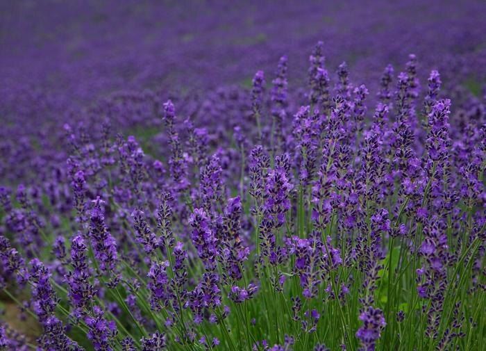 ��� ���������������� �������������: ��������� �������� ��� ������ ����