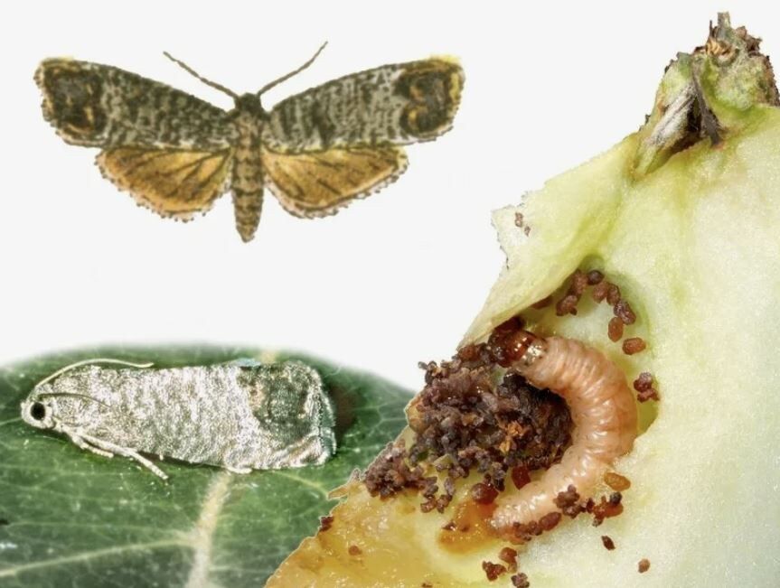 ����������� ������ ������ ������ �� ����������: ������� ��� �������?