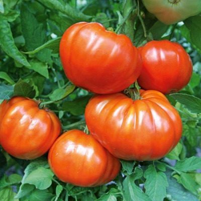 ����� �����: ������ ������ � �������� ����� �� ��������� �������������