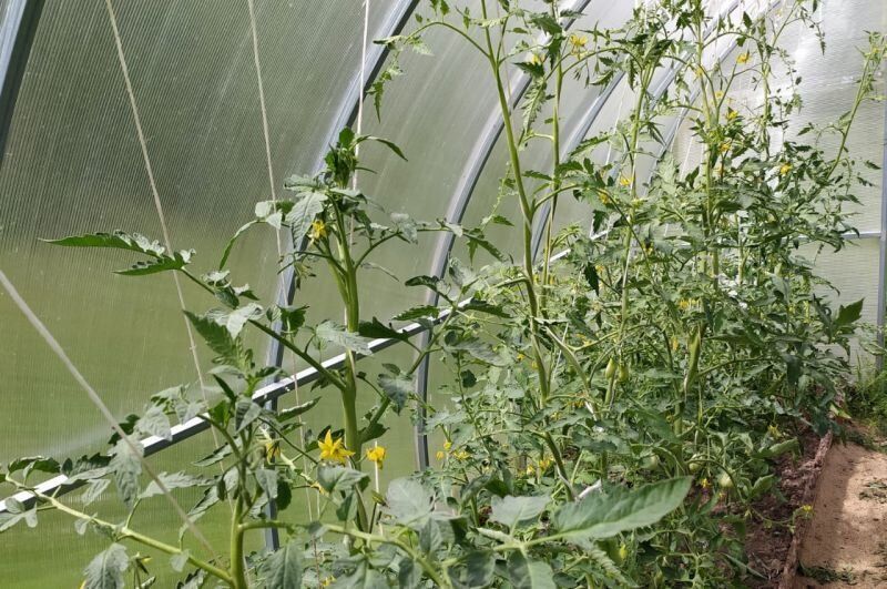 Как правильно формировать томаты в теплице