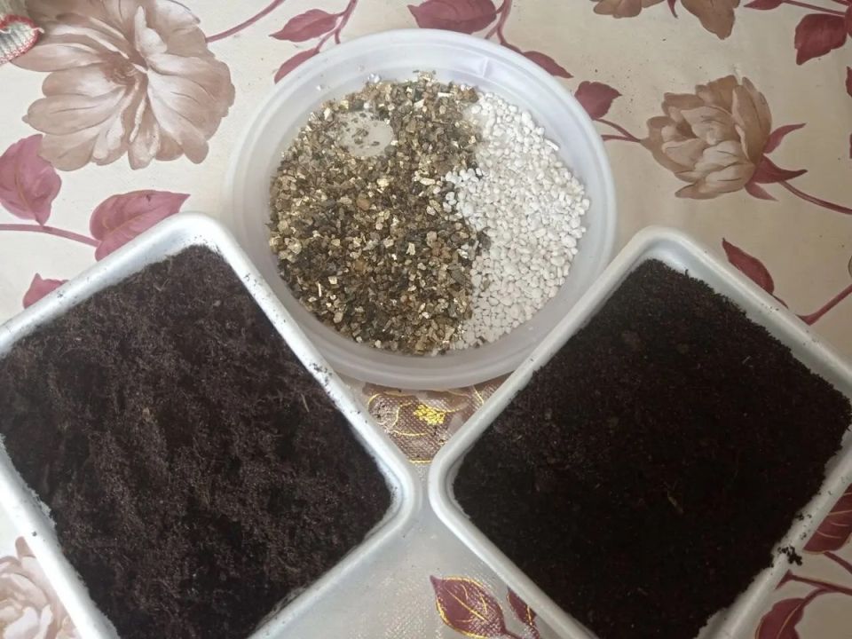 ��� ���������� ������� ��������� �� �������� ��� ������ �����