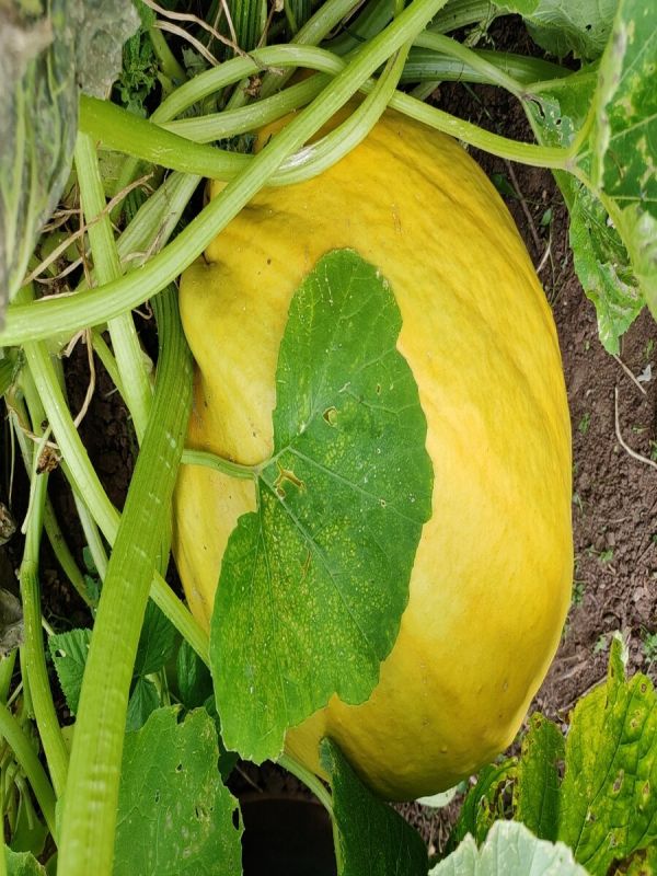 ������ ����� �� �������� �������: ��� ���������� �������� � �� �������� ����