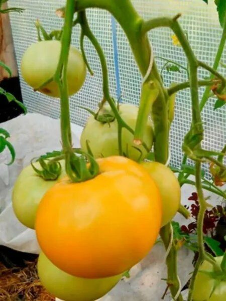 ����������� �������� � ������������� ����� ��� ������� � ���������� ������