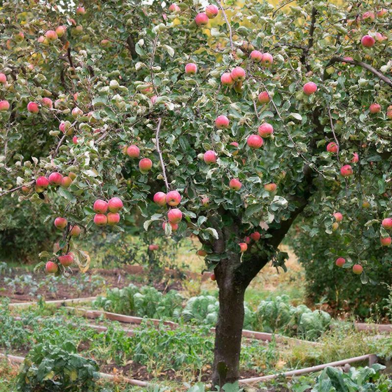 ������-�����������: ��� ������� ������, ������� �������� ��������� �� ����������