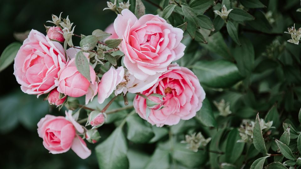 ������ ��� ���� ��������� ������� ����: ��� ���� �������� ����� ��������