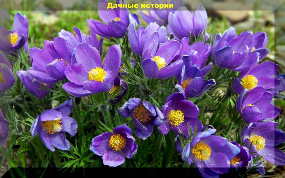 Как создать цветущие уголки в суровых климатических условиях