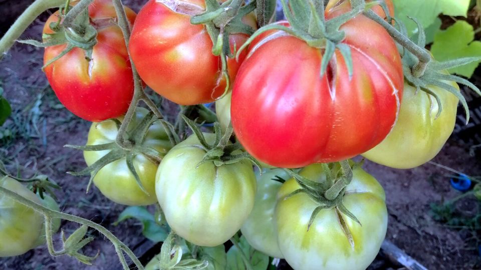 Как выбрать идеальные сорта томатов для теплицы в 2024 году