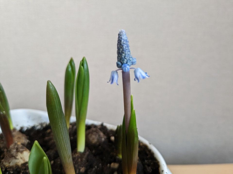 Мускари на выгонке: как добиться эффекта цветущего сада