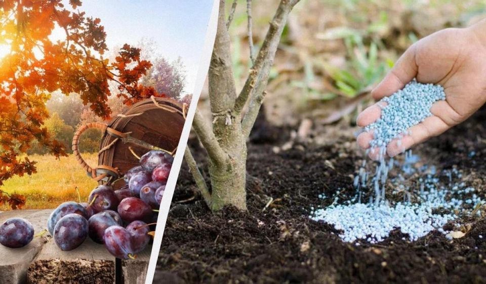 Как осенняя подкормка вишни и сливы гарантирует богатый урожай