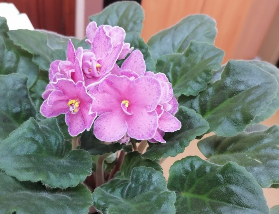 Как добиться круглогодичного цветения фиалок: секреты и советы