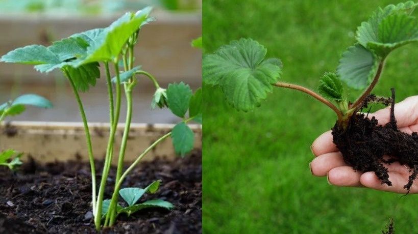 ��� ������� ���������� �������� � ��������� �� �����: ������ ��� ���������