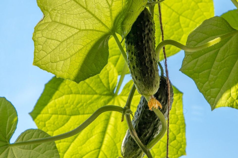 ������ ����� ������� ��� ������� � ��������� ������: ������� ��������� ������