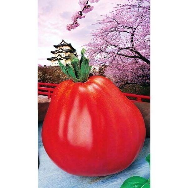 ����� �������� ������� �������: ����, ������� �������� � ������