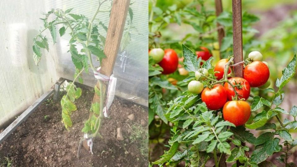 ��������� ������: ������ �������� �� ����������