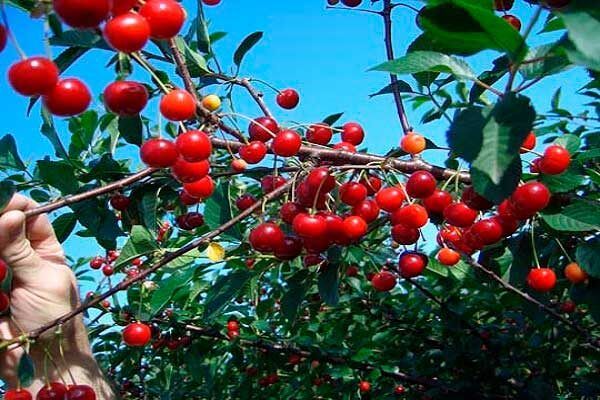 ������� �������: ����� �������������� � ������� ��������� �����������