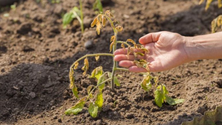 ������� �������� ������� �������: ��� ������� ������� �������� �������� ����������