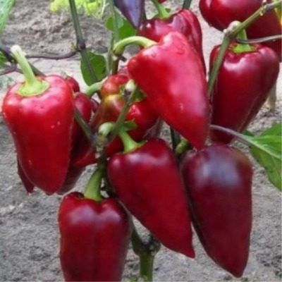 ����� �����: ��������� ����� ��� ����������� � ������ ����