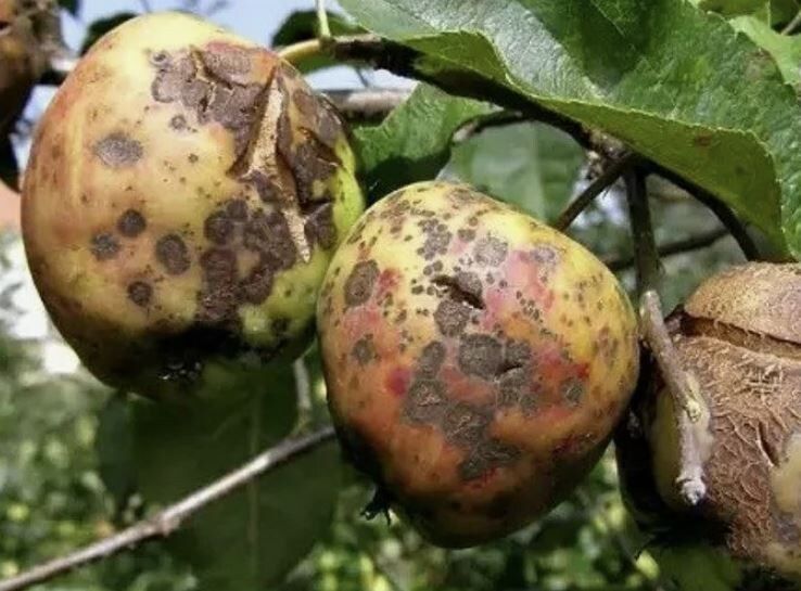 �������� ������ ������ � ������ �� �������: ����������� � ���������� �������