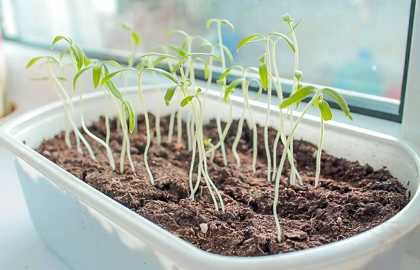 ������ ������� ������� � �������: ������� ������, ������� ���������� ��������