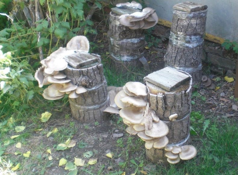 ����������� ������� � �������� ��������: ��������� �����������