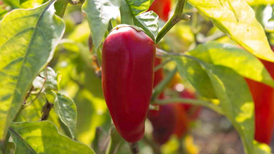 ��� ��������� ������� ���������� ����� � ����������� ������ �����