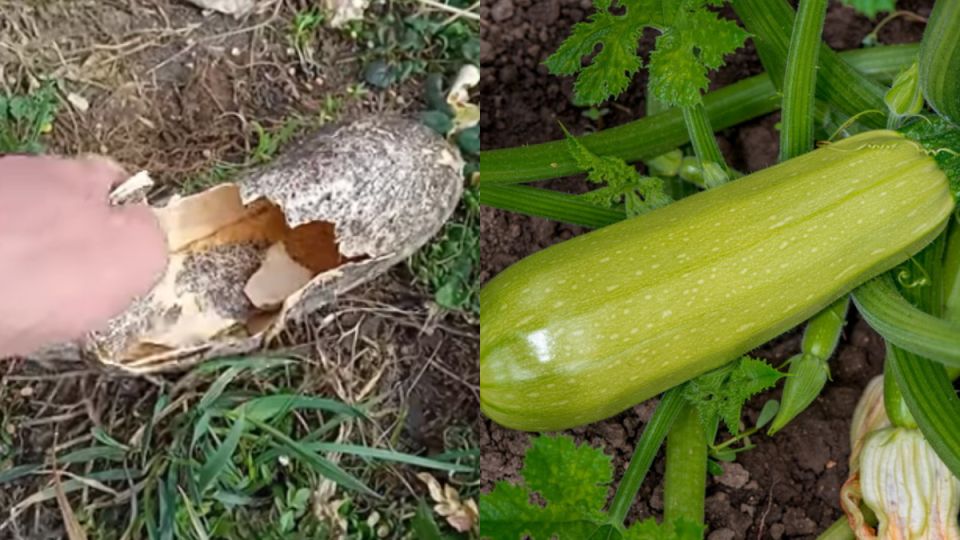Как я чуть не потерял урожай кабачков из-за одной ошибки: спасительный секрет