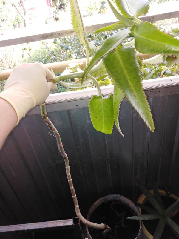 Комнатные растения в борьбе с простудами: сила алоэ и каланхоэ