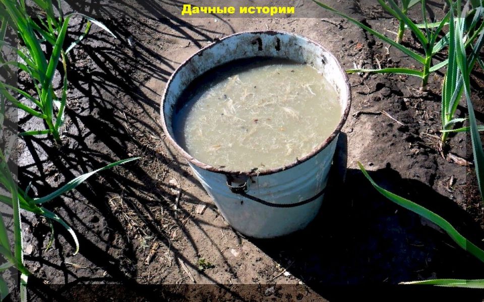 Секрет свойства коровьего навоза: как правильно его использовать для всех этапов роста растений