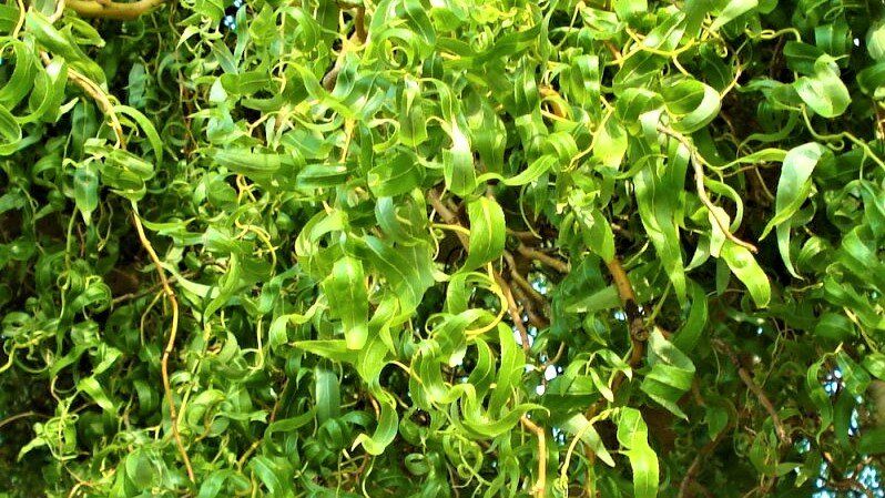 ��� ���������: ��������������� �������� ��� ������ ����