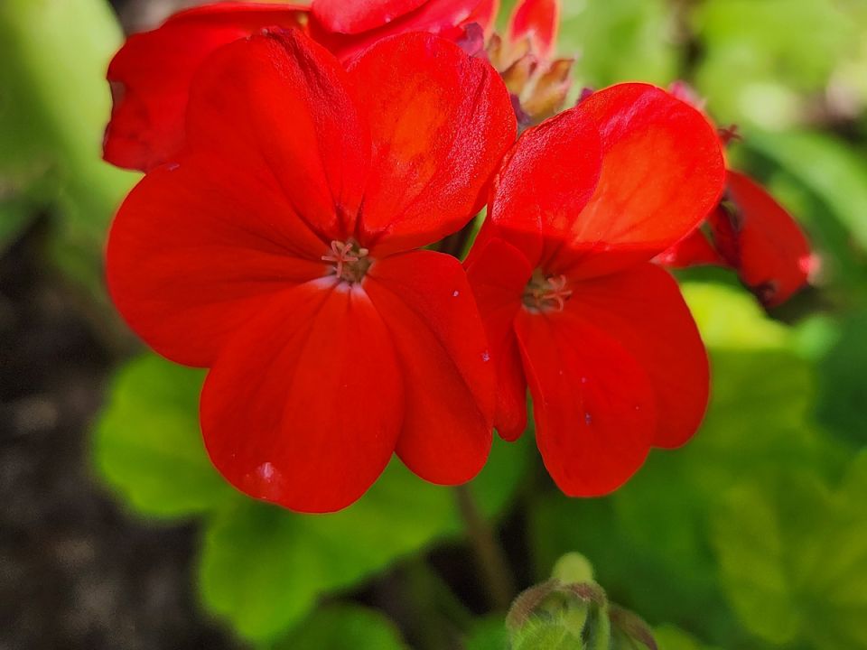 Как добиться цветения герани зимой: секреты ухода