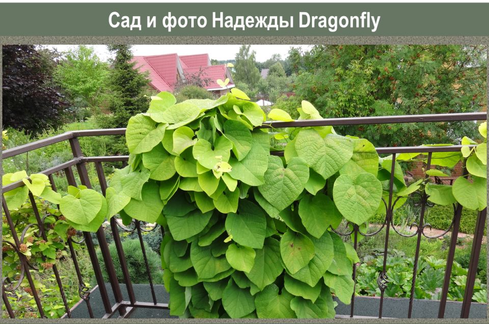 Кирказон: экзотическая лиана для северных садов