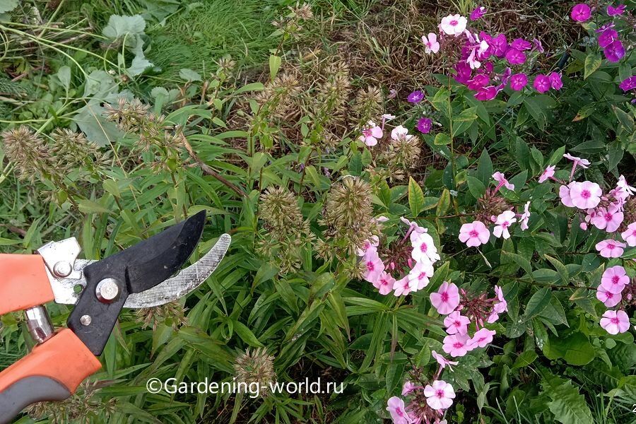 ��� ��������� �������� ������ �����������: ������ � �������