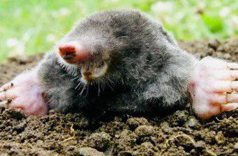 ��� ���������� �� ������ �� ����: �������� ������ � ������������