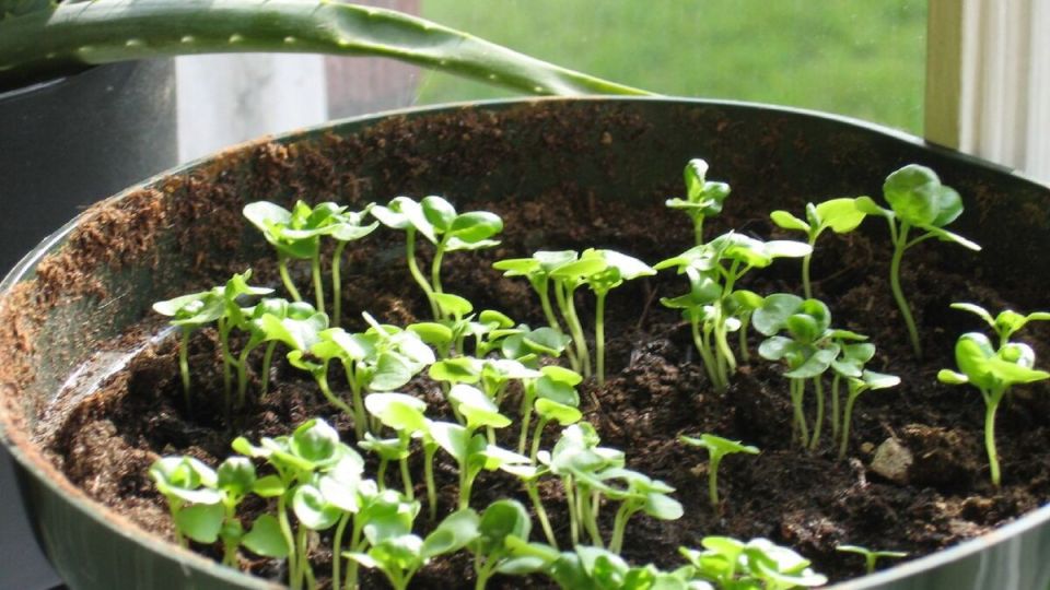 Секреты успешной пересадки рассады томатов в теплицу