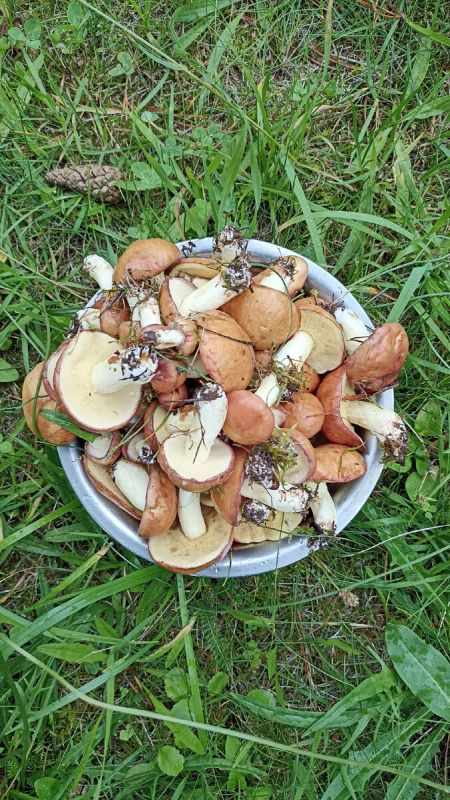 ������������ ����� �� �������� �������� � �������