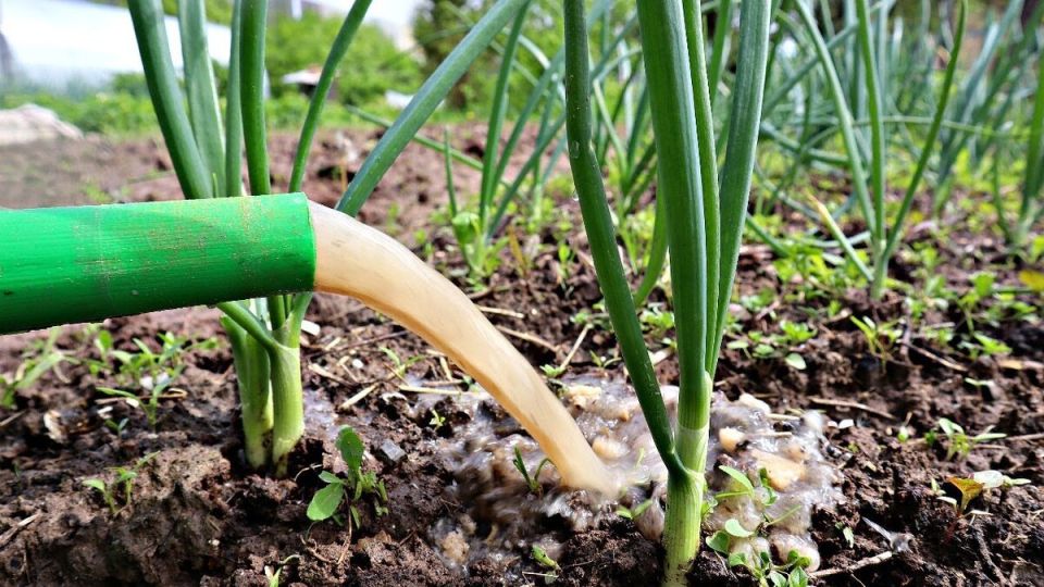 Как вырастить крупный лук: секреты подкормки и советы по уходу