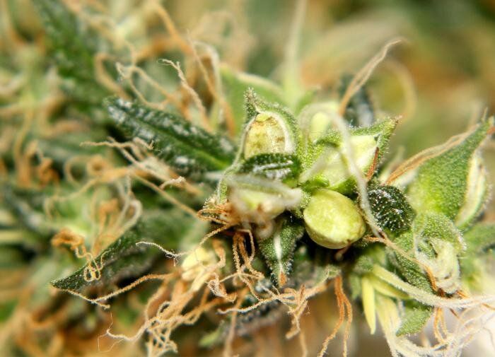 Гермафродиты в царстве растений: уникальные особенности и преимущества