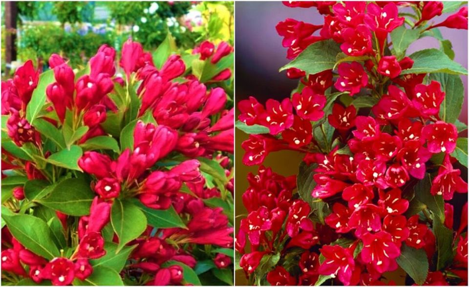 ����� ������� �������: ���������, �������� ��� ���� � �������