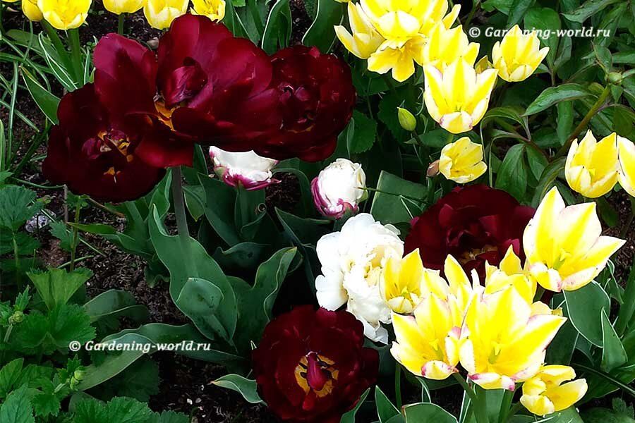 ������� ��������� ���������: 10 ���������� ������ � 5 ������ ���������