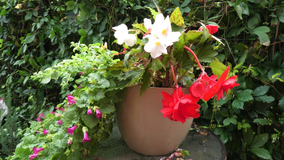 Уход за клубневыми бегониями: советы по зимовке и развитию