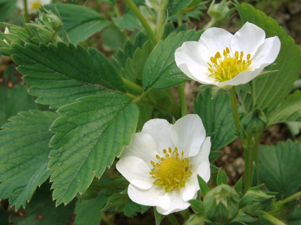 ����� �� ������: ������� ����� �� ����������